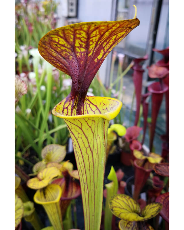 S. flava var. ornata -- WS,(F57/1,PW) (F123 MK)