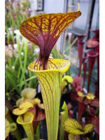 S. flava var. ornata -- WS,(F57/1,PW) (F123 MK)