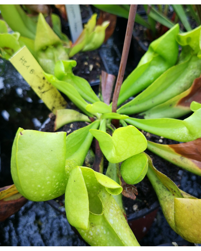 S. flava var. rubricorpora x S.alata -- Red Tube S. flava var. rubricorpora x S.alata -- Red Tube