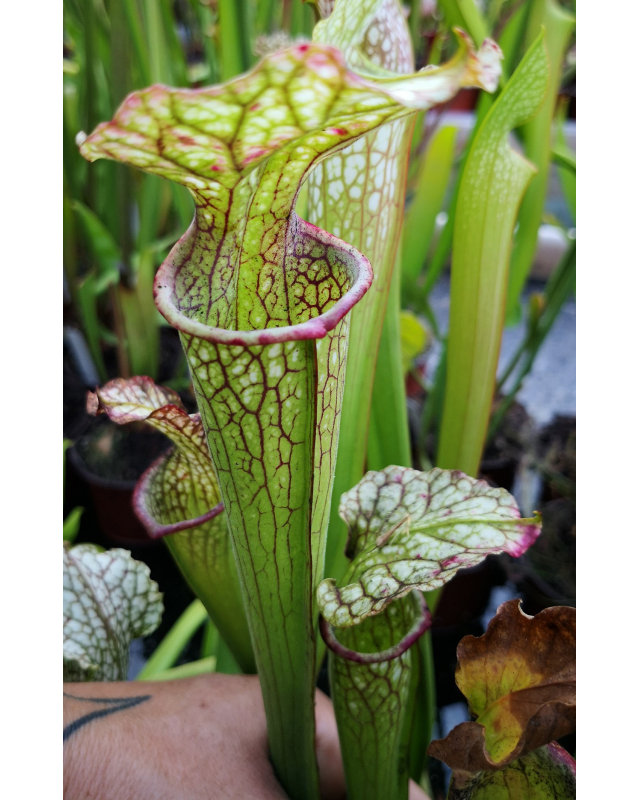 S. x oreophila x (alata x leucophylla)