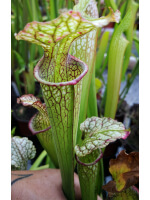 S. x oreophila x (alata x leucophylla)