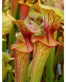 S. flava var. ornata -- Blackwater State Forest ,W PW 2004(F197,MK)