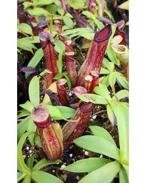 Népenthes ventricosa x hamata