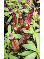 Népenthes ventricosa x hamata