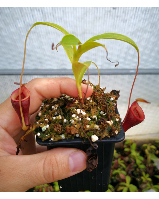 Népenthes Jamban Népenthes Jamban