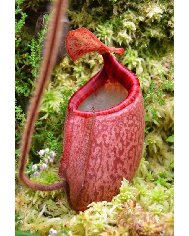 Népenthes peltata