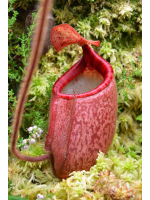 Népenthes peltata