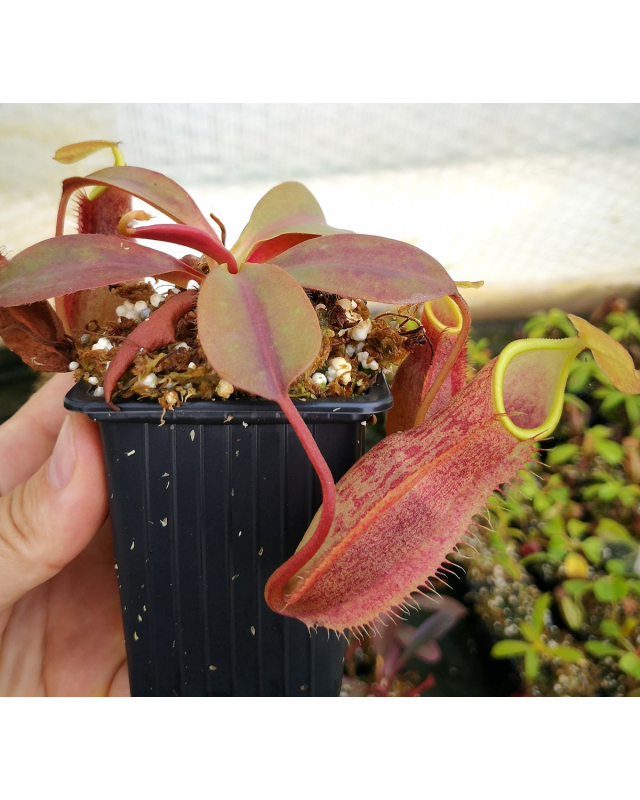 Népenthes spathulata x peltata Népenthes spathulata x peltata