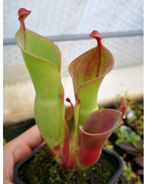 Heliamphora heterodoxa x minor