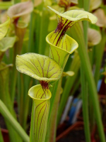 S. flava var. ornata 