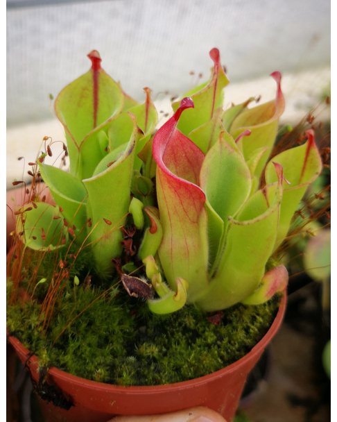 Héliamphora nutans x heterodoxa