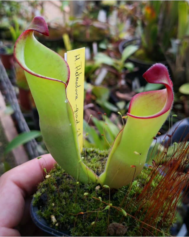 Heliamphora heterodoxa (Gran Sabana)