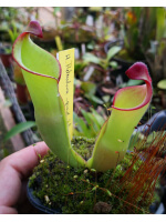 Heliamphora heterodoxa (Gran Sabana)