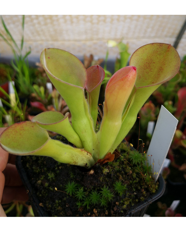 Heliamphora exappendiculata (Araopan Tepui) Heliamphora exappendiculata (Araopan Tepui)