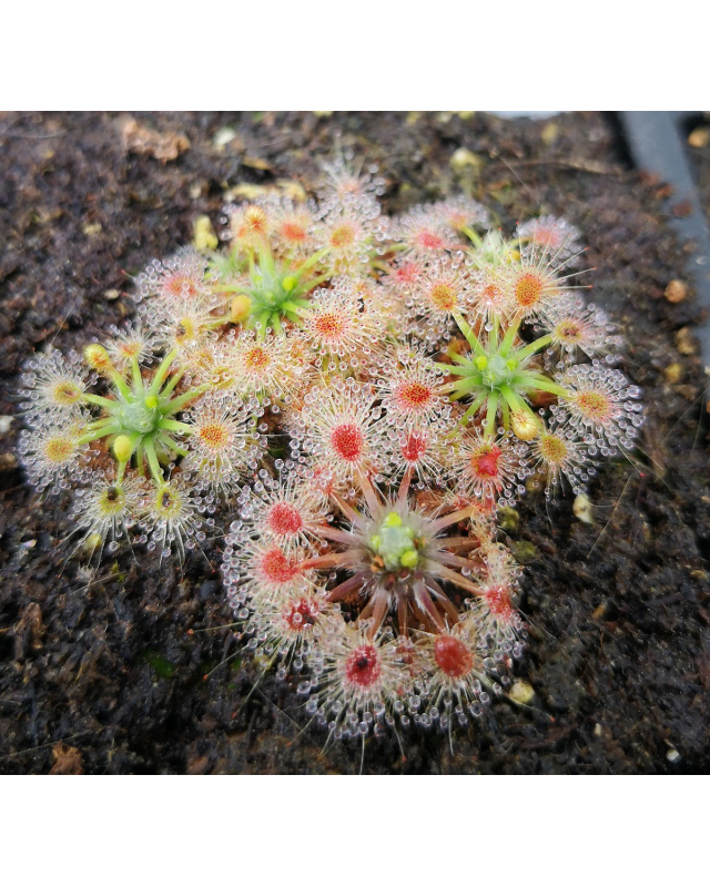Drosera callistos brookton Drosera callistos brookton
