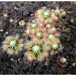 Drosera pycnoblasta-Drosera pygmées