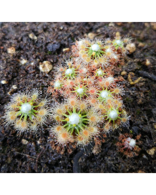 Drosera pycnoblasta-Drosera pygmées