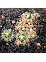 Drosera pycnoblasta 