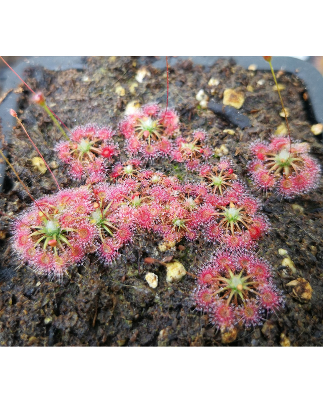 Drosera "Lake Badgerup" Drosera "Lake Badgerup"