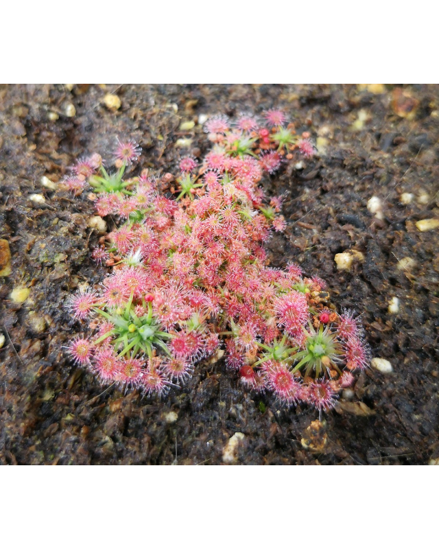 Drosera pygmaea,eastern state Drosera pygmaea,eastern state