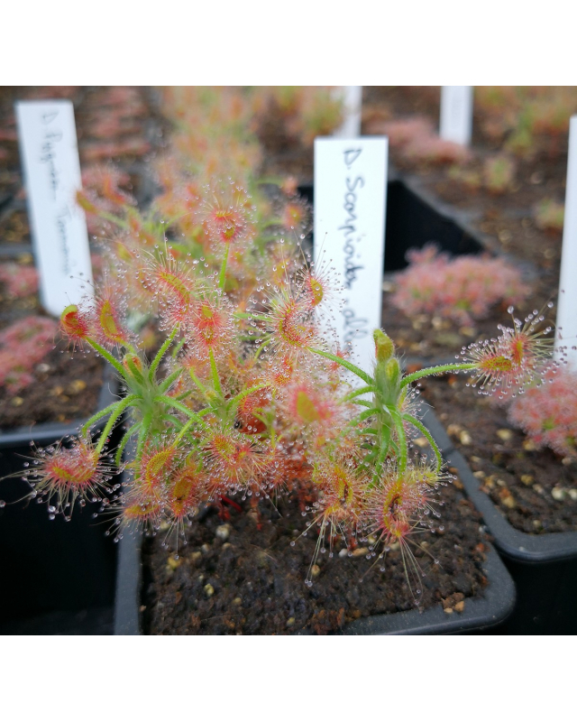 Drosera scorpioides,albany Drosera scorpioides,albany