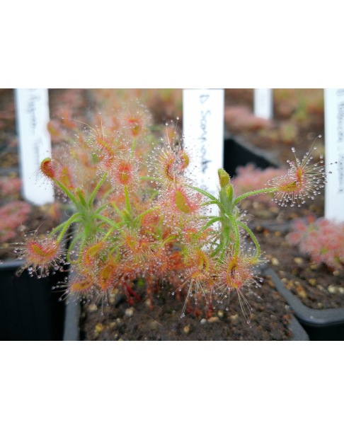Drosera scorpioides, giant gidgegannup
