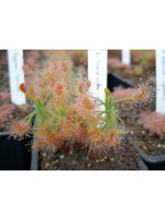 Drosera scorpioides, giant gidgegannup Drosera scorpioides, giant gidgegannup