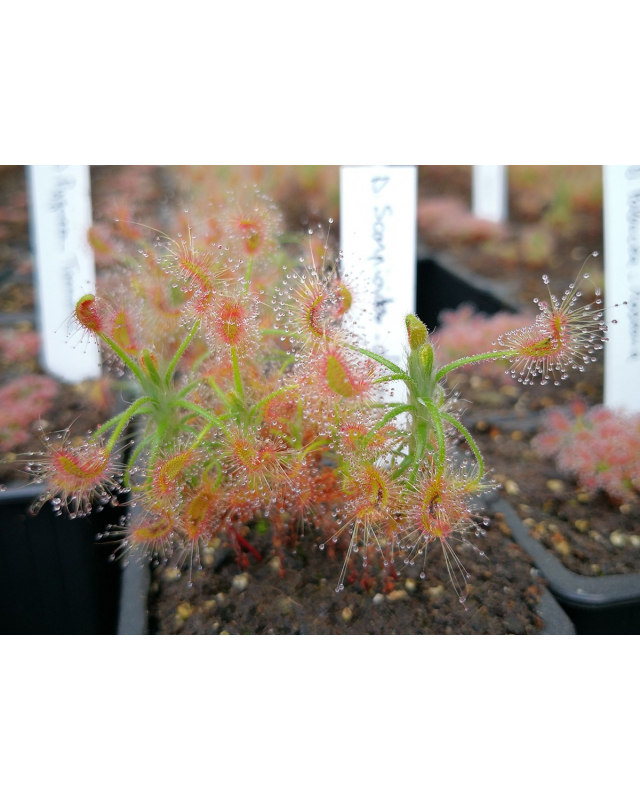 Drosera scorpioides, giant gidgegannup Drosera scorpioides, giant gidgegannup