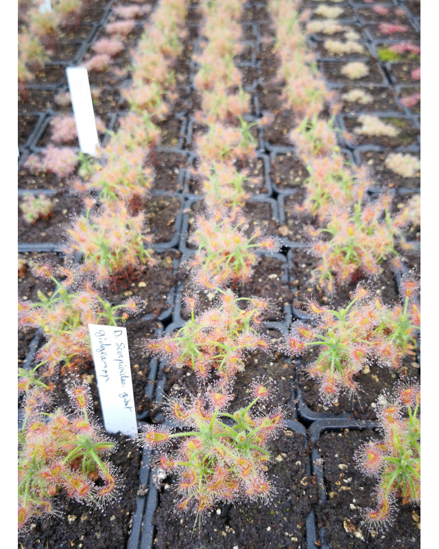 Drosera scorpioides, giant gidgegannup