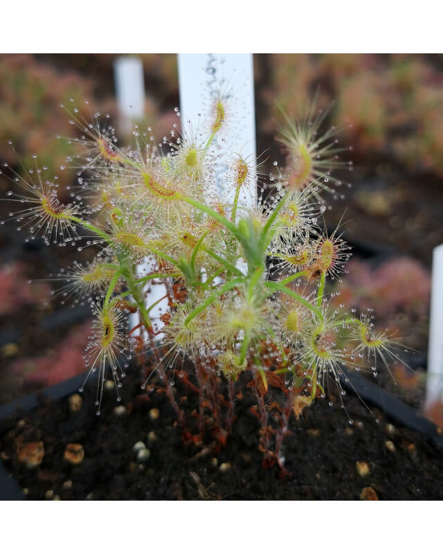 Drosera scorpioides, pink flower-Drosera pygmées