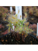 Drosera scorpioides, pink flower
