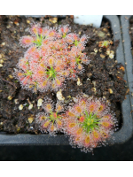 Drosera paleacea ssp roseanna