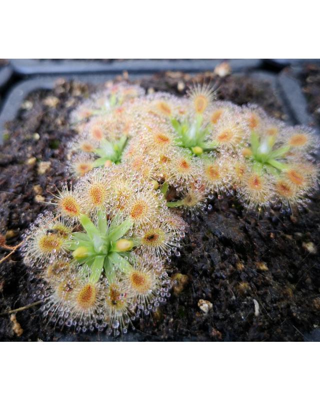 Drosera pulchella, scott river