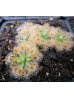 Drosera pulchella, scott river