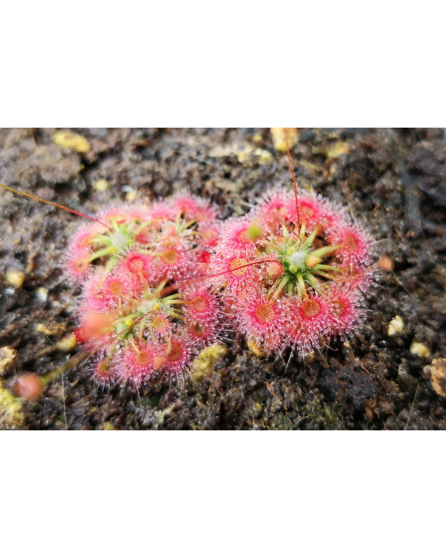 Drosera omissa Drosera omissa