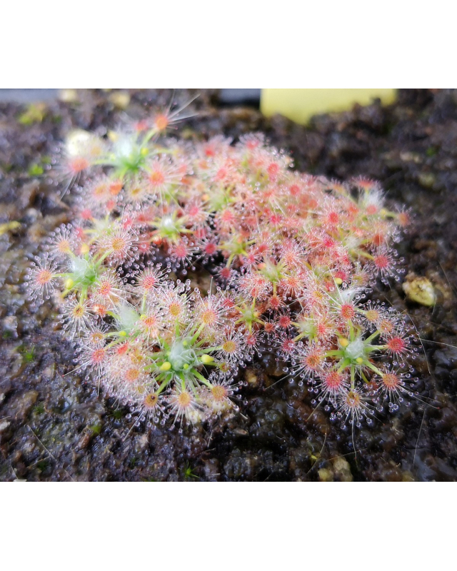 Drosera patens Drosera patens