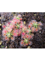 Drosera platystigma