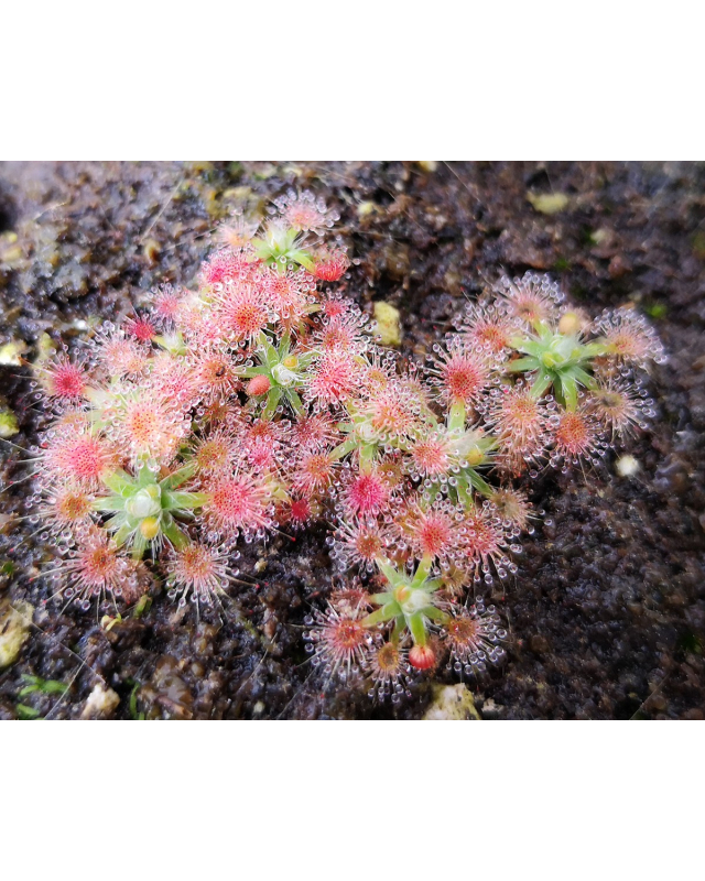 Drosera platystigma Drosera platystigma