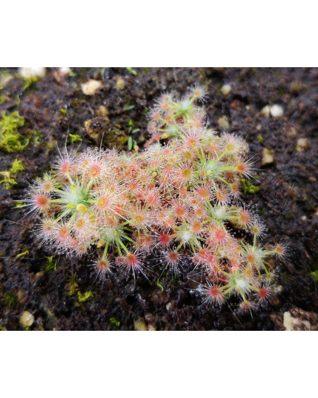 Drosera leioblastus Drosera leioblastus