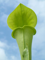 S. flava var. maxima -- north carolina 