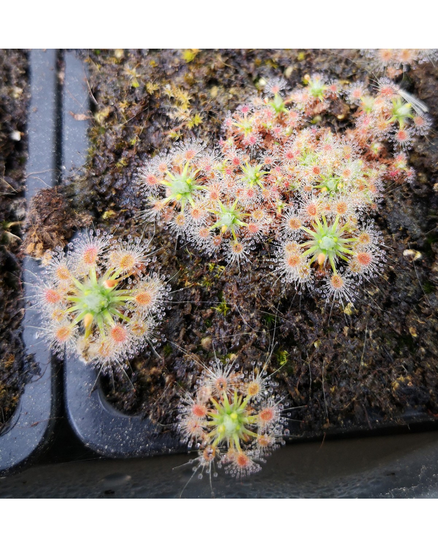 Drosera helodes x pulchella