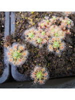 Drosera helodes x pulchella