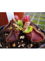 Cephalotus follicularis