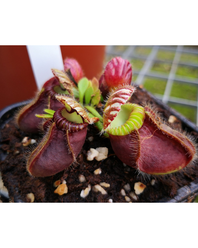 Cephalotus follicularis Cephalotus follicularis