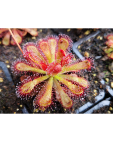 Drosera venusta