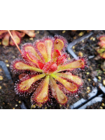 Drosera venusta