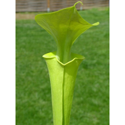 Sarracenia flava var. maxima -- very tall pitchers-var. maxima