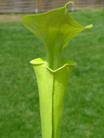 S. flava var. maxima -- very tall pitchers