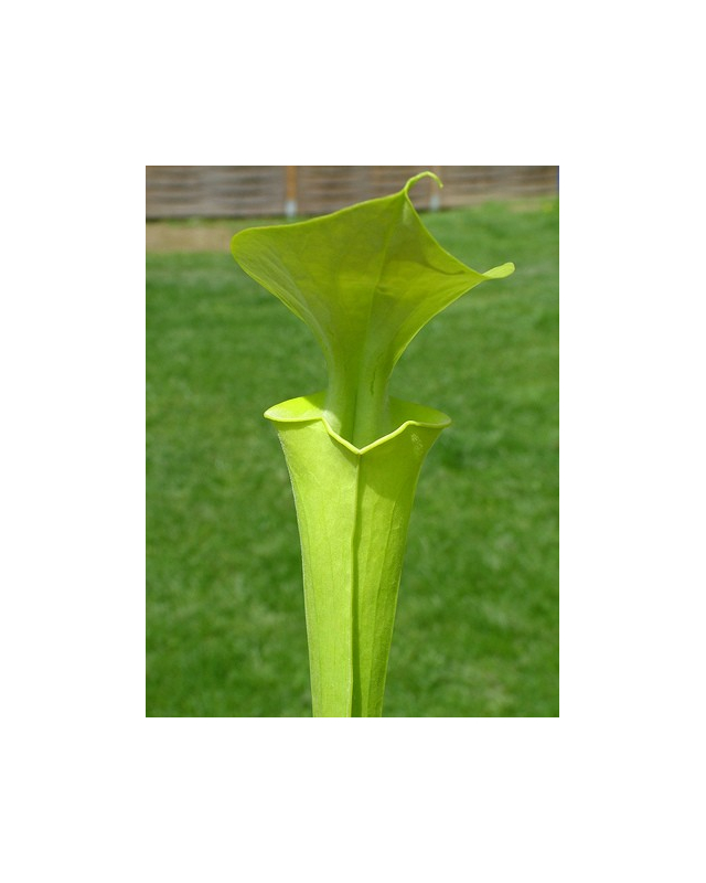 S. flava var. maxima -- very tall pitchers S. flava var. maxima -- very tall pitchers