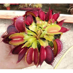 Dionaea 'Giant Mansille'-Dionaea